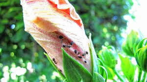 Eine ameisenplage im garten äußert sich in kleinen erdhügeln gern in fugen von pflasterarbeiten. Mittel Gegen Ameisenplage Im Garten Einhausen Nachrichten Und Informationen