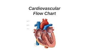 Cardiovascular Flow Chart By Bryar Gilbert On Prezi