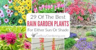 29 rain garden plants for sun or shade