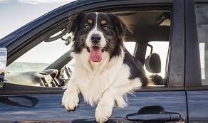 Dogs In Cars How 7 Item Could Stop