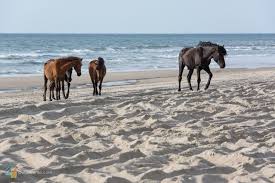 While wild horses have been residents of north carolina's outer banks for almost 500 years, how they ended up there is an interesting story. Corolla Wild Horses Photos Tours And Info Outerbanks Com