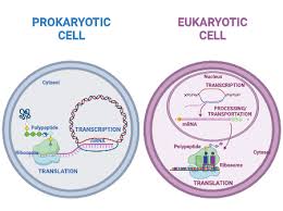 gene expression in prokaryotic