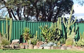 cacti and succulent extravaganza