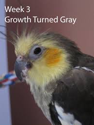 Cockatiel Beak Growth Parrot Forum Parrot Owners Community