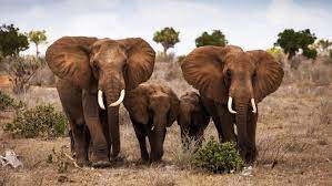 elephant family backiee