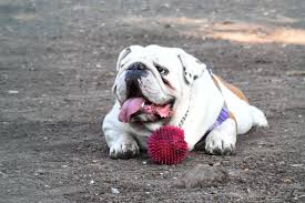 11 types of bulldogs american french