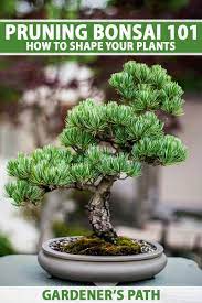 pruning bonsai 101 how to shape your