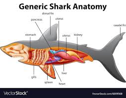 Generic Shark Anatomy Chart