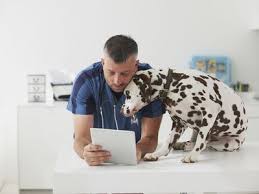 Very happy with our interaction over a recent claim for our sick dog. The 6 Best Places To Buy Pet Medication Online In 2021