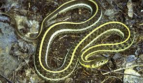 Garter snakes are among the most common snakes in north america, with a where did the garter snake get its funny name? Mexican Garter Snake