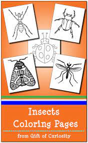 Insects coloring pages for kids. Insects Coloring Pages Gift Of Curiosity