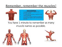 Similarly, the shapes of some muscles are very distinctive and the names, such as orbicularis, reflect the shape. Muscular System Revision Learning Objectives 1 To Recall