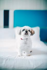top pet friendly hotels in anaheim and