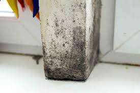 What Causes Mold To Grow In Basements