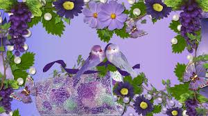 free love bird desktop