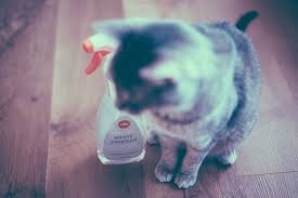So, one can mix equal amounts of vinegar, water, and liquid hand soap to spray the furniture's solution. Is Vinegar Safe For Cats Is It Harmful 1 As A Cleaner 2 If Ingested