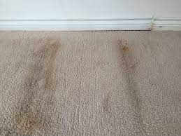 carpet might still look dirty