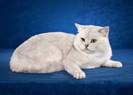 They have all been raised in a loving home (we are not like other breeders) and have been handled a lot! Feliland Cattery Home Of British Shorthair Cats And Kittens Chicago