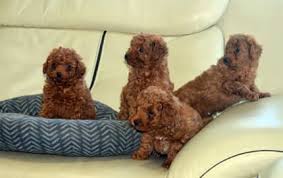 toy poodle red puppies purebred for