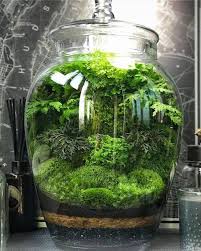 What Plants Can I Grow In A Jar