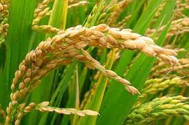 Rice Plant Images