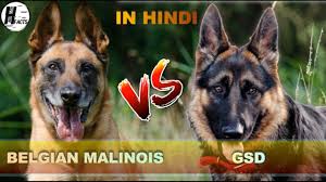 german shepherd vs belgian malinois