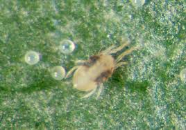 Spider Mites on a Cannabis Plant