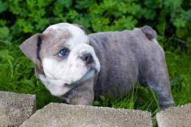 October 22 , 2020 chelsea and sterling have some beautiful lilac boys with clean tri points. Soooooo Adorable Blue Eyed English Bulldog Pup Blue English Bulldog Puppy Dog English Bulldog Puppies Bulldog Puppies Bulldog