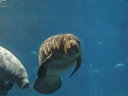 See more of ananí the baby manatee on facebook. Singapore S Star Manatee Canola Gives Birth To A Calf At The River Safari