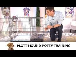 Видео plott hound