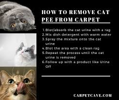 how to remove cat slime and water