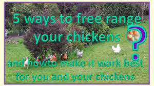 This way you can easily tac some wire up to create a barrier. 5 Ways To Free Range Your Chickens Which Will Be Best For You Youtube