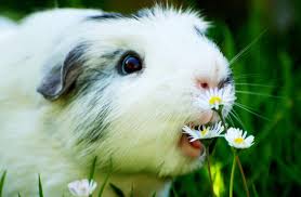 cute guinea pig pictures wallpapers