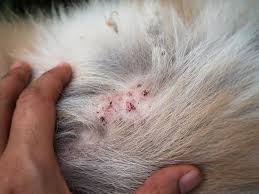 my dog losing hair in patches and scabs