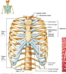 Most males and females have the same number of ribs — 12 on either side of the body for a total of 24. Human Rib Anatomy In Detail