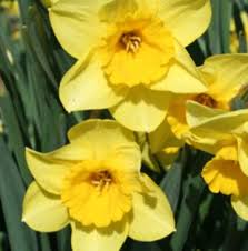 Daffodil Golden Perfection Seeds And