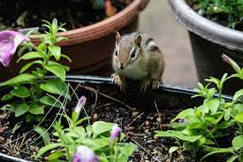 how to keep chipmunks out off garden