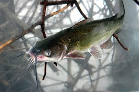 selecting the best catfish baits by