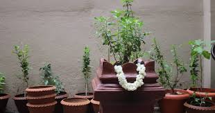 Tulsi Plant Vastu Vastu Tips For Home