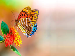 Colorful Butterfly On Flower Macro ...