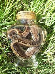 Pinstripe Ball Python Snake Wet Specimen | Wet specimen taxidermy,  Taxidermy art, Wet specimen