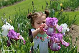 presby memorial iris gardens in