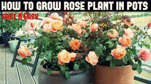 how to grow rose plant fast n easy