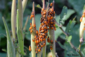 large milkweed bugs lygaeus kalmii