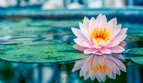 water lily tips to grow and care