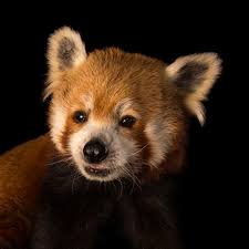 The red panda is a strong and agile climber that not only sleeps safely in the. Red Panda National Geographic