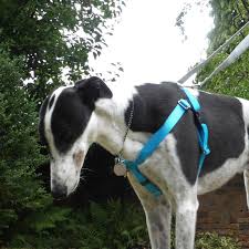 2 Hounds Freedom No Pull Harness