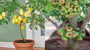 Kalau kamu menanam tanaman buah dalam pot, fase pertumbuhan vegetatif bisa lebih pendek dan merangsang fase pertumbuhan generatifnya. Budidaya Tanaman Buah Dalam Pot Usaha Rumahan Yang Menjanjikan