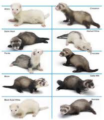 The ferret is a subspecies of the polecat, which was domesticated for hunting in ancient times. Ferrets Everything You Need To Know Baldivis Vet Hospital