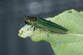 Say Goodbye To Your Ash Trees Ash Borer Spreads To Montpelier